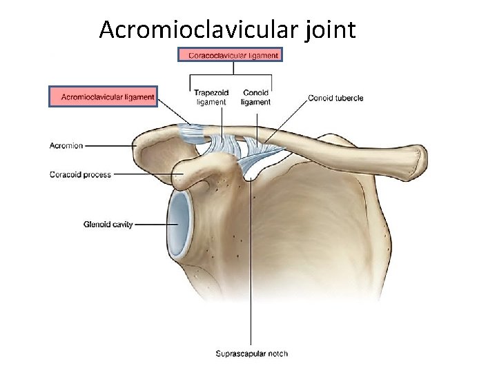 Acromioclavicular joint 