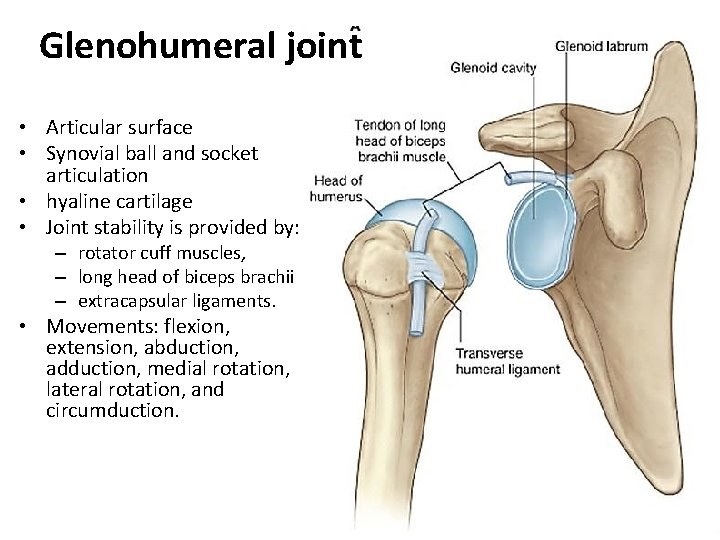 Glenohumeral joint • Articular surface • Synovial ball and socket articulation • hyaline cartilage