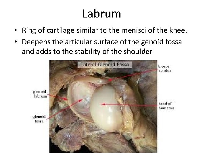 Labrum • Ring of cartilage similar to the menisci of the knee. • Deepens