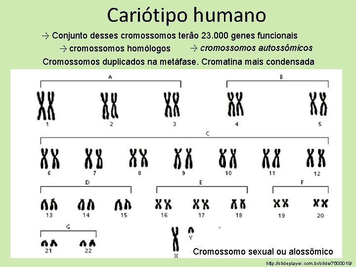 Cariótipo humano → Conjunto desses cromossomos terão 23. 000 genes funcionais → cromossomos autossômicos