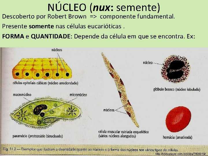 NÚCLEO (nux: semente) Descoberto por Robert Brown => componente fundamental. Presente somente nas células