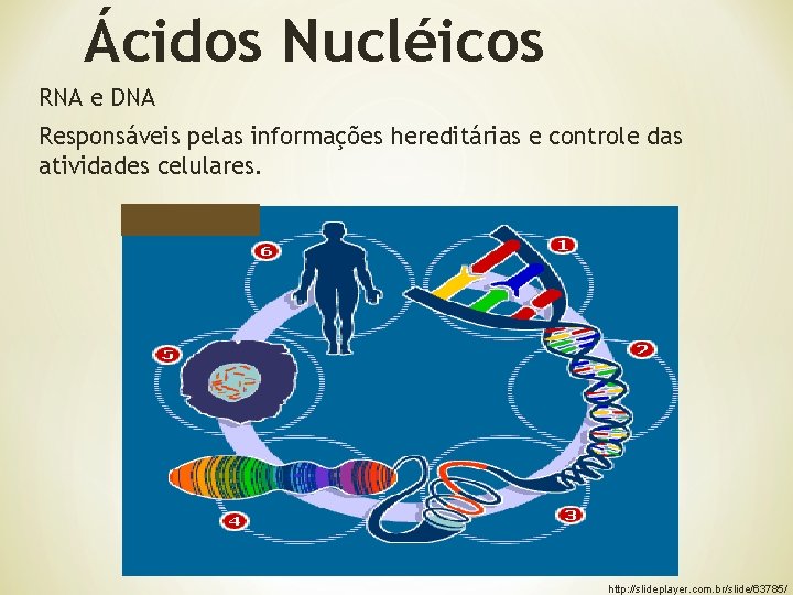 Ácidos Nucléicos RNA e DNA Responsáveis pelas informações hereditárias e controle das atividades celulares.