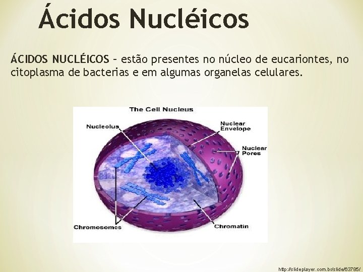 Ácidos Nucléicos ÁCIDOS NUCLÉICOS – estão presentes no núcleo de eucariontes, no citoplasma de