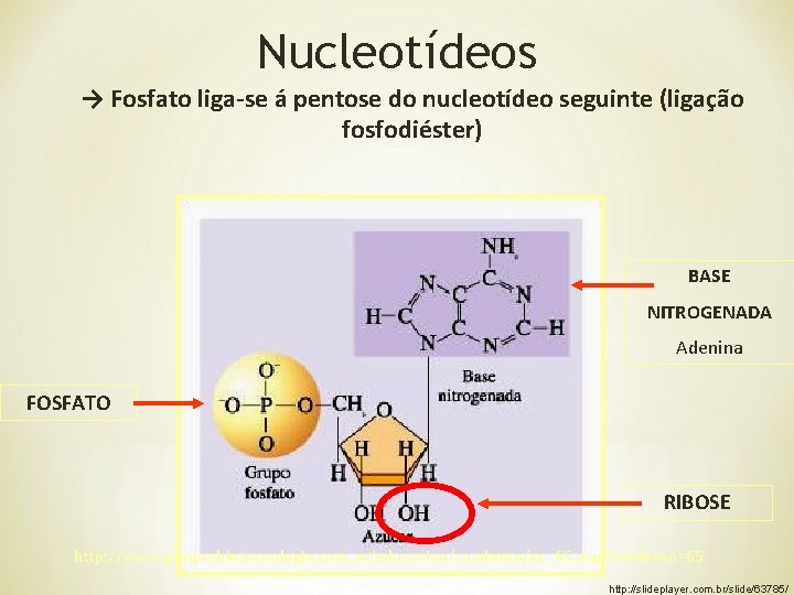 Nucleotídeos → Fosfato liga-se á pentose do nucleotídeo seguinte (ligação fosfodiéster) BASE NITROGENADA Adenina