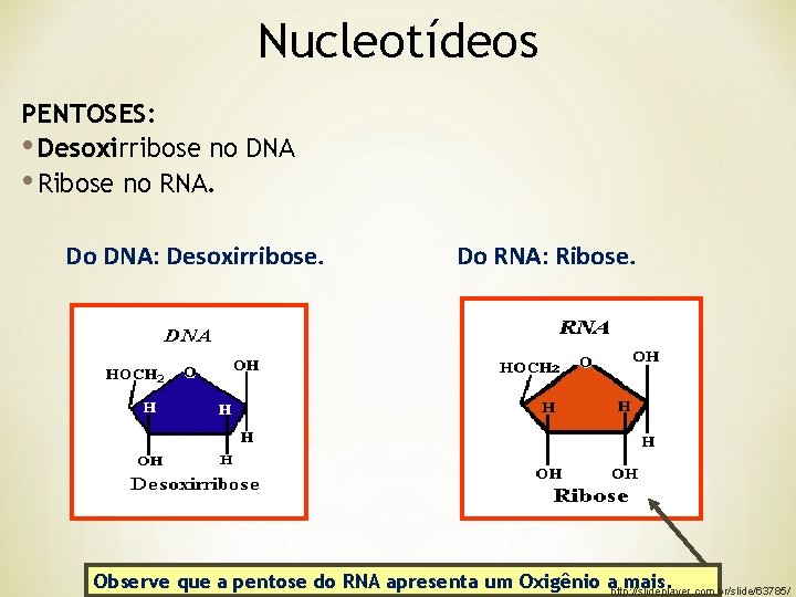 Nucleotídeos PENTOSES: • Desoxirribose no DNA Desoxi • Ribose no RNA. Do DNA: Desoxirribose.