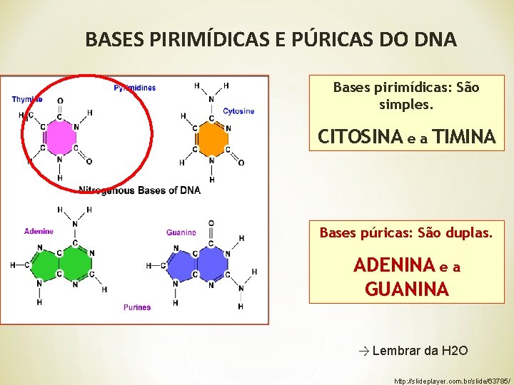 BASES PIRIMÍDICAS E PÚRICAS DO DNA Bases pirimídicas: São simples. CITOSINA e a TIMINA