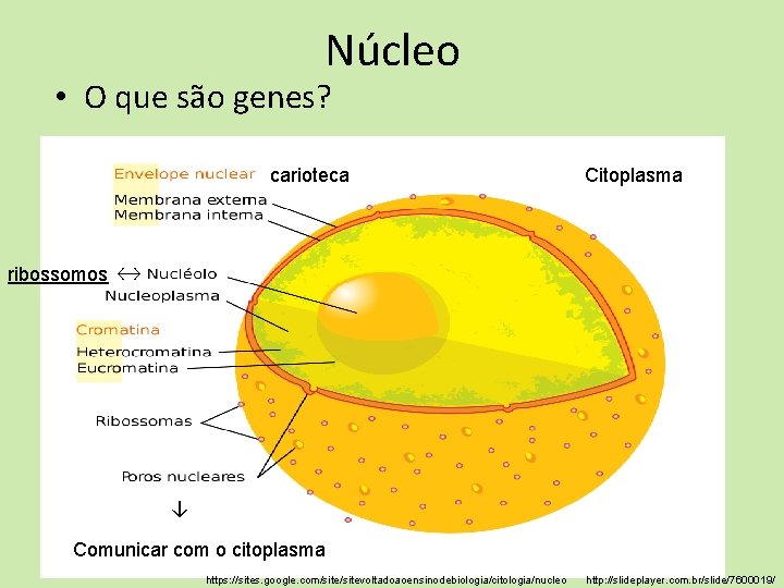 Núcleo • O que são genes? carioteca Citoplasma ribossomos ↔ ↓ Comunicar com o