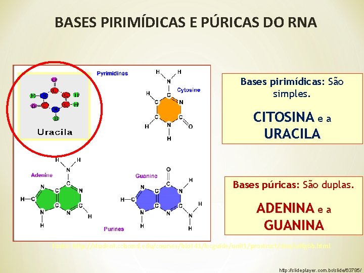 BASES PIRIMÍDICAS E PÚRICAS DO RNA Bases pirimídicas: São simples. CITOSINA e a URACILA