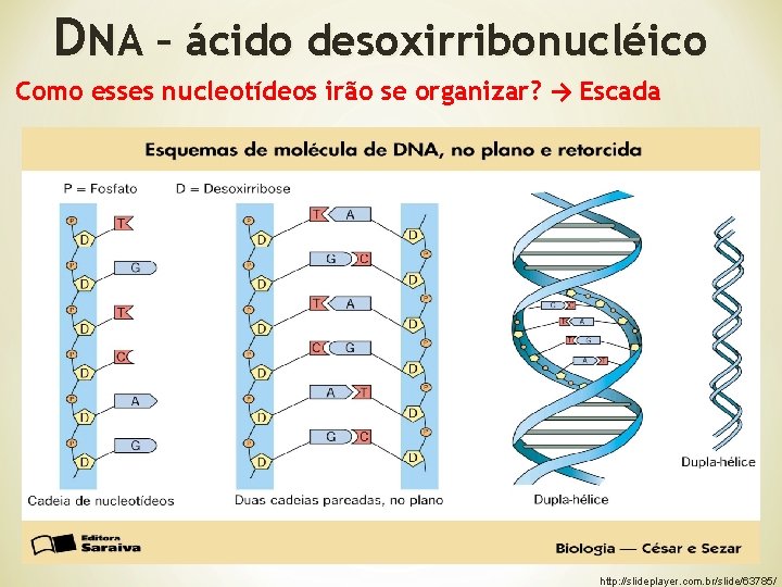 DNA – ácido desoxirribonucléico Como esses nucleotídeos irão se organizar? → Escada http: //slideplayer.