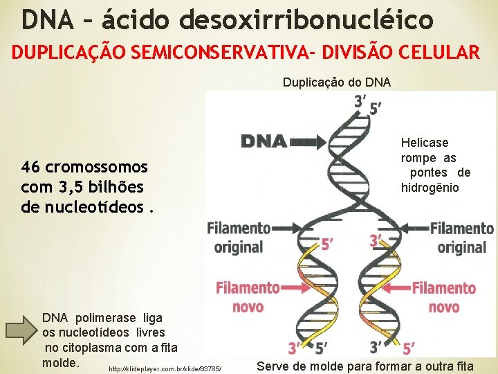 DNA – ácido desoxirribonucléico DUPLICAÇÃO SEMICONSERVATIVA- DIVISÃO CELULAR Duplicação do DNA 46 cromossomos com