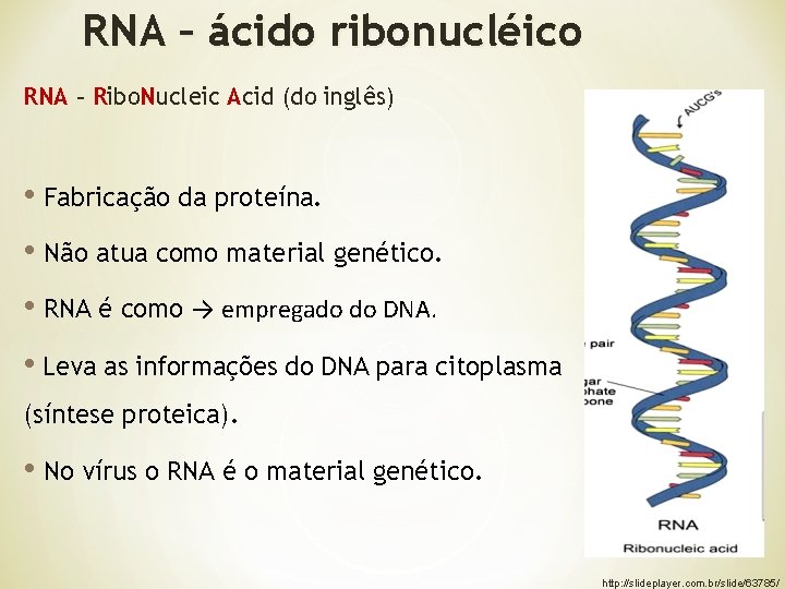 RNA – ácido ribonucléico RNA – Ribo. Nucleic Acid (do inglês) • Fabricação da