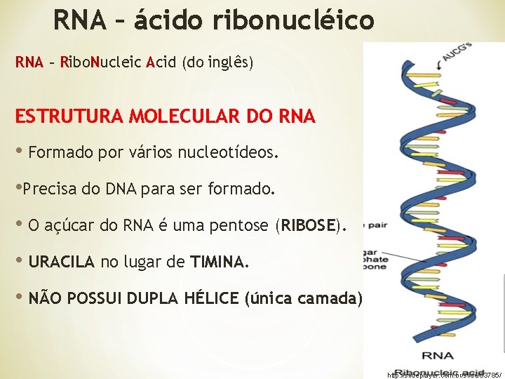 RNA – ácido ribonucléico RNA – Ribo. Nucleic Acid (do inglês) ESTRUTURA MOLECULAR DO