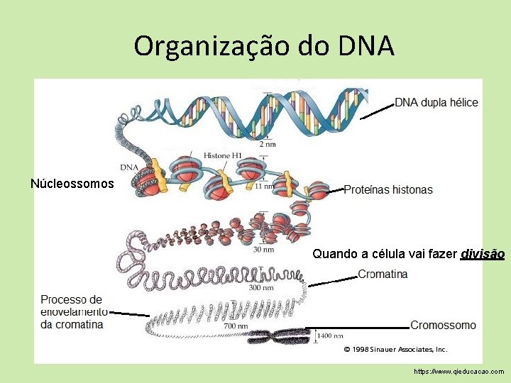 Organização do DNA Núcleossomos Quando a célula vai fazer divisão https: //www. qieducacao. com