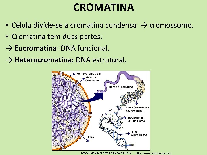 CROMATINA • Célula divide-se a cromatina condensa → cromossomo. • Cromatina tem duas partes: