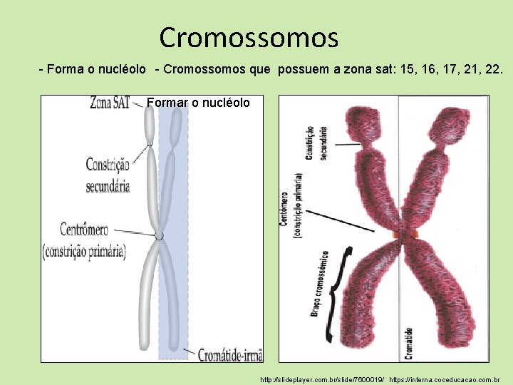 Cromossomos - Forma o nucléolo - Cromossomos que possuem a zona sat: 15, 16,