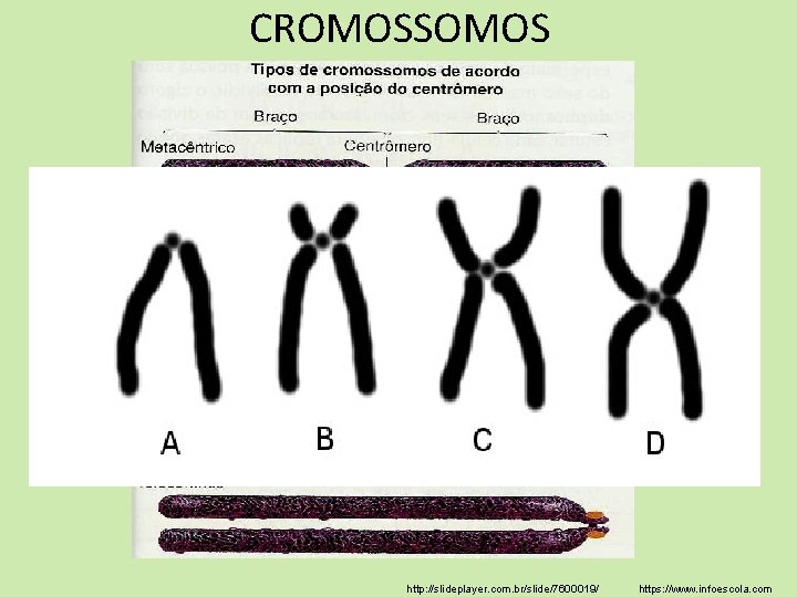 CROMOSSOMOS http: //slideplayer. com. br/slide/7600019/ https: //www. infoescola. com 