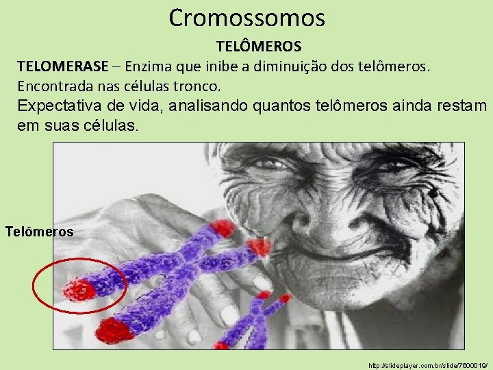 Cromossomos TELÔMEROS TELOMERASE – Enzima que inibe a diminuição dos telômeros. Encontrada nas células