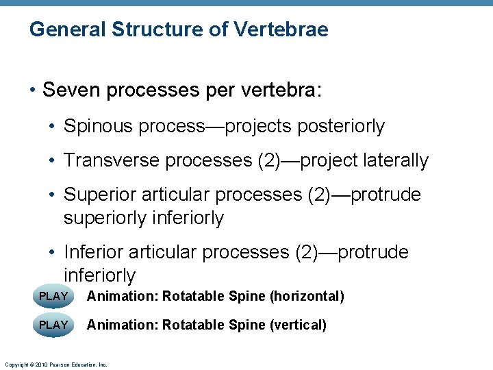 General Structure of Vertebrae • Seven processes per vertebra: • Spinous process—projects posteriorly •