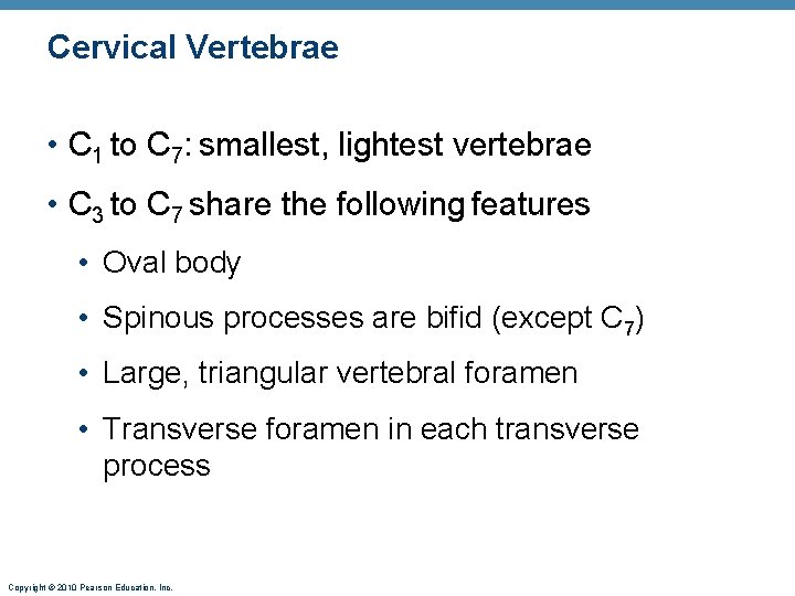 Cervical Vertebrae • C 1 to C 7: smallest, lightest vertebrae • C 3