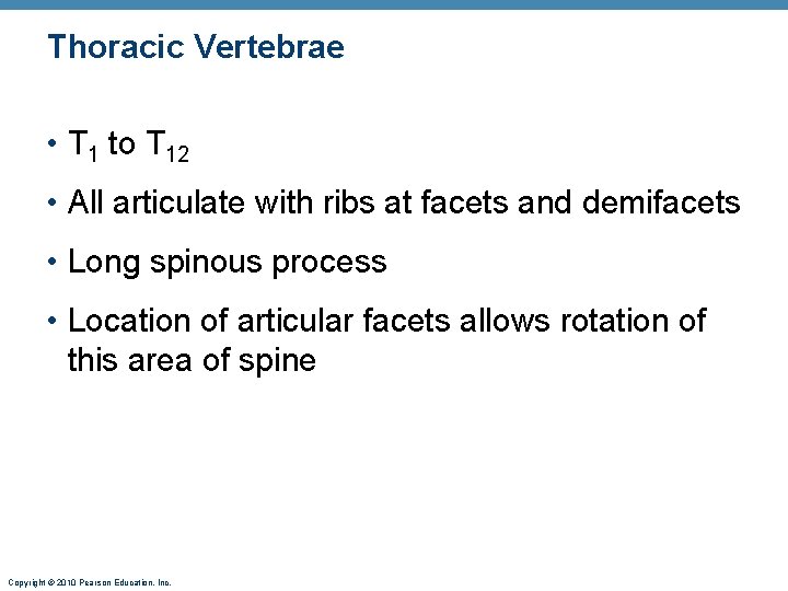 Thoracic Vertebrae • T 1 to T 12 • All articulate with ribs at