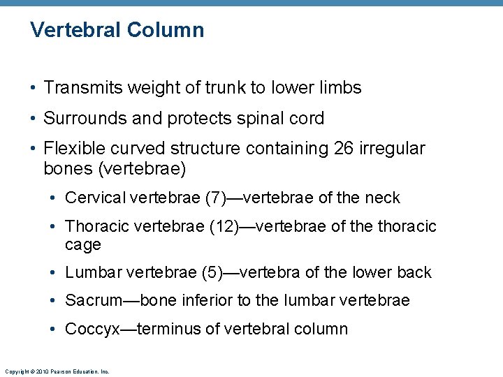 Vertebral Column • Transmits weight of trunk to lower limbs • Surrounds and protects