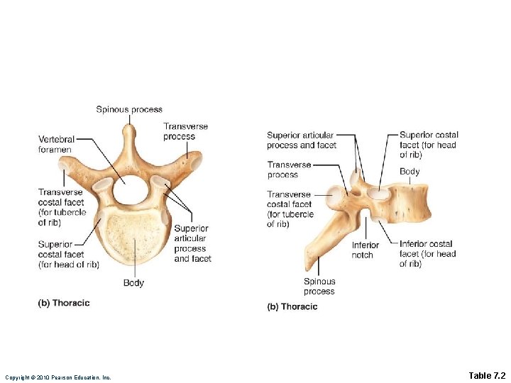 Copyright © 2010 Pearson Education, Inc. Table 7. 2 