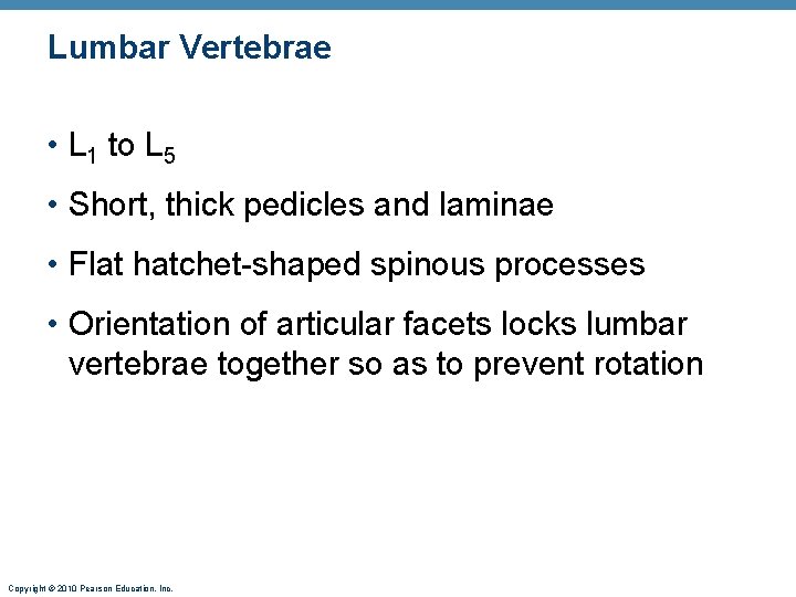 Lumbar Vertebrae • L 1 to L 5 • Short, thick pedicles and laminae