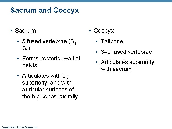 Sacrum and Coccyx • Sacrum • 5 fused vertebrae (S 1– S 5) •