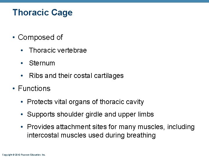 Thoracic Cage • Composed of • Thoracic vertebrae • Sternum • Ribs and their