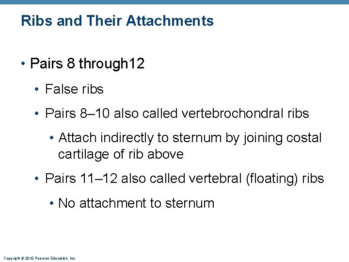 Ribs and Their Attachments • Pairs 8 through 12 • False ribs • Pairs