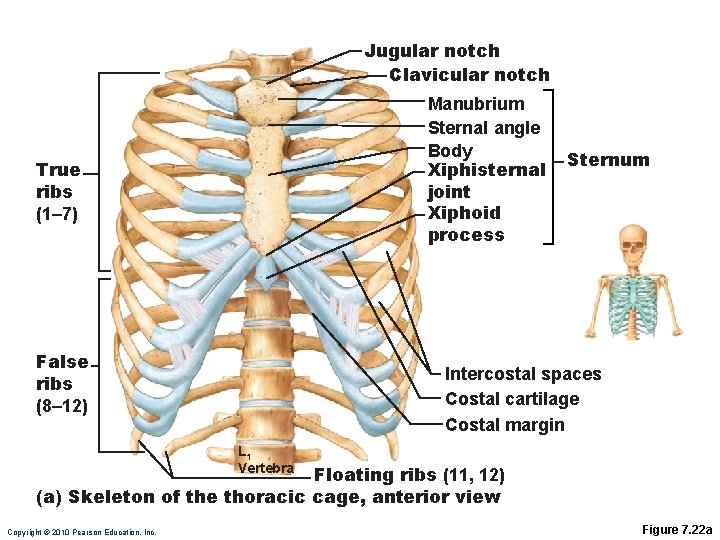 Jugular notch Clavicular notch Manubrium Sternal angle Body Xiphisternal joint Xiphoid process True ribs