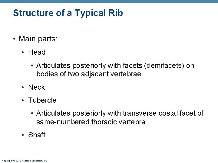 Structure of a Typical Rib • Main parts: • Head • Articulates posteriorly with
