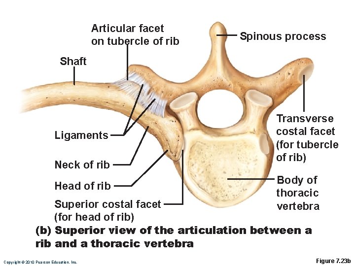 Articular facet on tubercle of rib Spinous process Shaft Ligaments Neck of rib Head