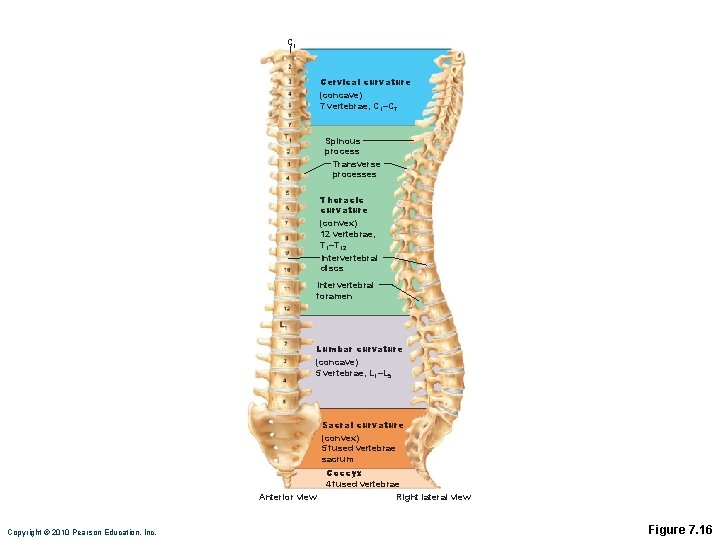 C 1 Cervical curvature (concave) 7 vertebrae, C 1–C 7 Spinous process Transverse processes