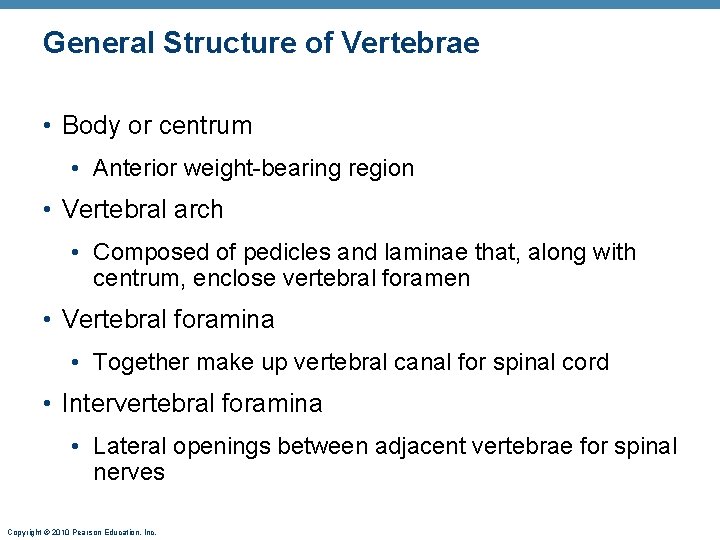 General Structure of Vertebrae • Body or centrum • Anterior weight-bearing region • Vertebral