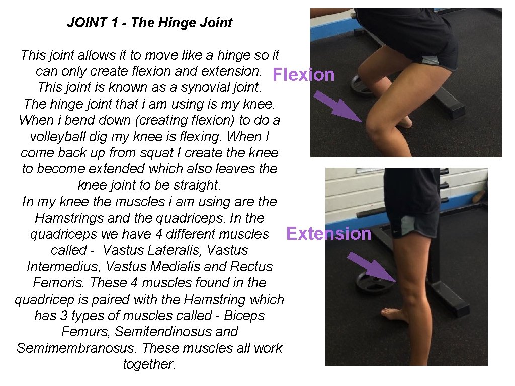 JOINT 1 - The Hinge Joint This joint allows it to move like a