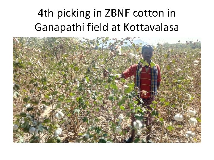 4 th picking in ZBNF cotton in Ganapathi field at Kottavalasa 