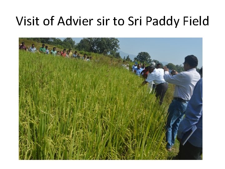 Visit of Advier sir to Sri Paddy Field 