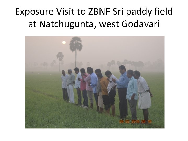 Exposure Visit to ZBNF Sri paddy field at Natchugunta, west Godavari 