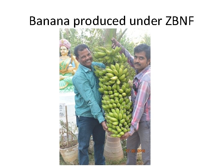 Banana produced under ZBNF 