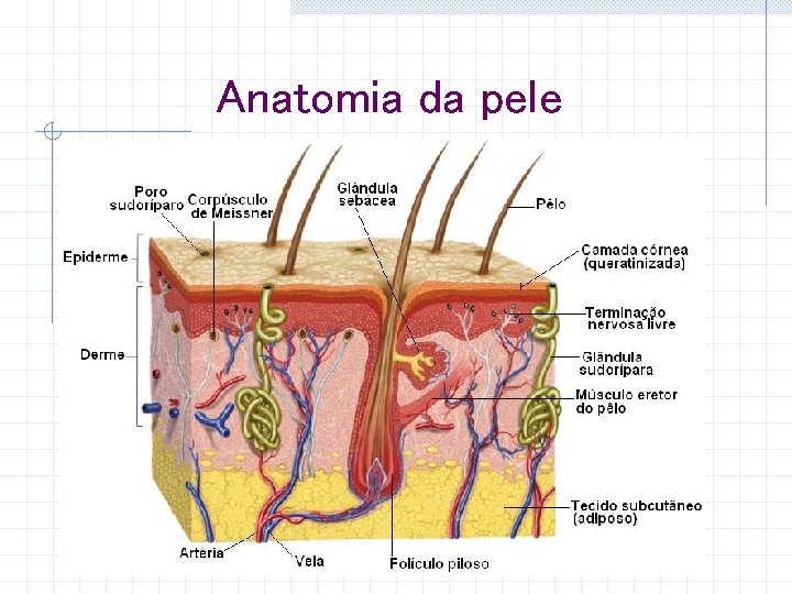 Anatomia da pele 