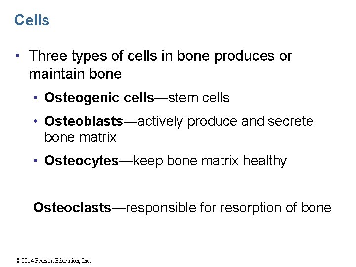 Cells • Three types of cells in bone produces or maintain bone • Osteogenic