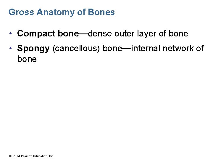 Gross Anatomy of Bones • Compact bone—dense outer layer of bone • Spongy (cancellous)