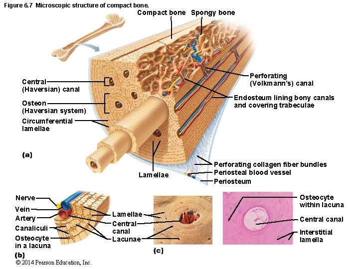 Figure 6. 7 Microscopic structure of compact bone. Compact bone Spongy bone Perforating (Volkmann’s)