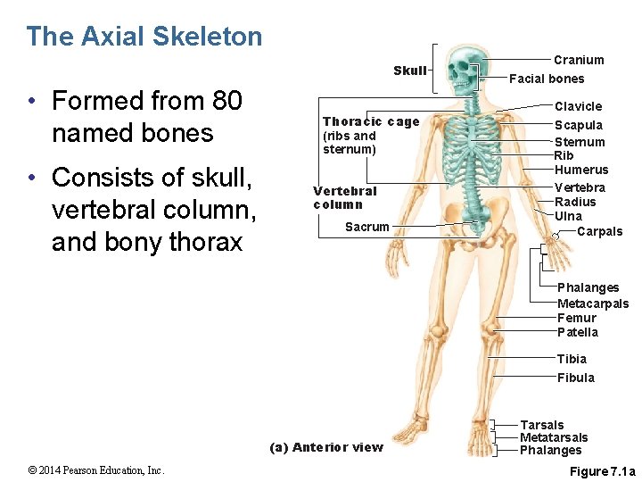 The Axial Skeleton Skull • Formed from 80 named bones • Consists of skull,