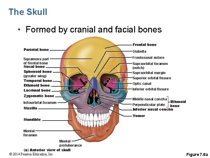 The Skull • Formed by cranial and facial bones Frontal bone Parietal bone Squamous