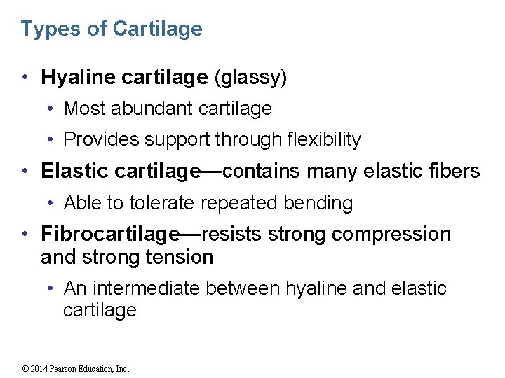 Types of Cartilage • Hyaline cartilage (glassy) • Most abundant cartilage • Provides support