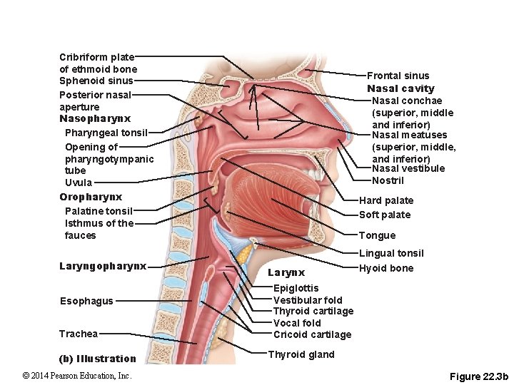 Cribriform plate of ethmoid bone Sphenoid sinus Posterior nasal aperture Nasopharynx Pharyngeal tonsil Opening