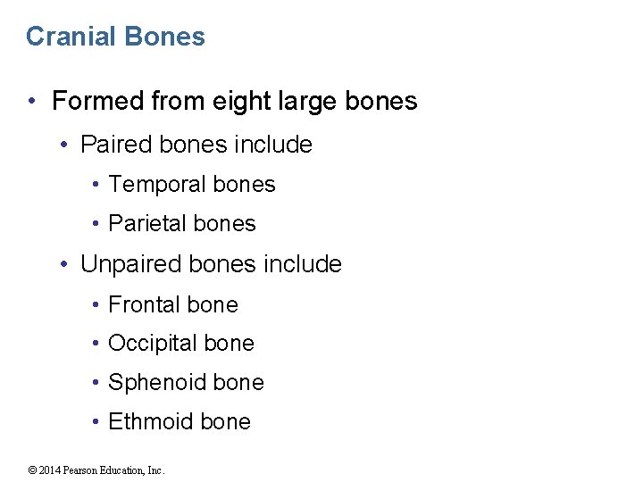 Cranial Bones • Formed from eight large bones • Paired bones include • Temporal