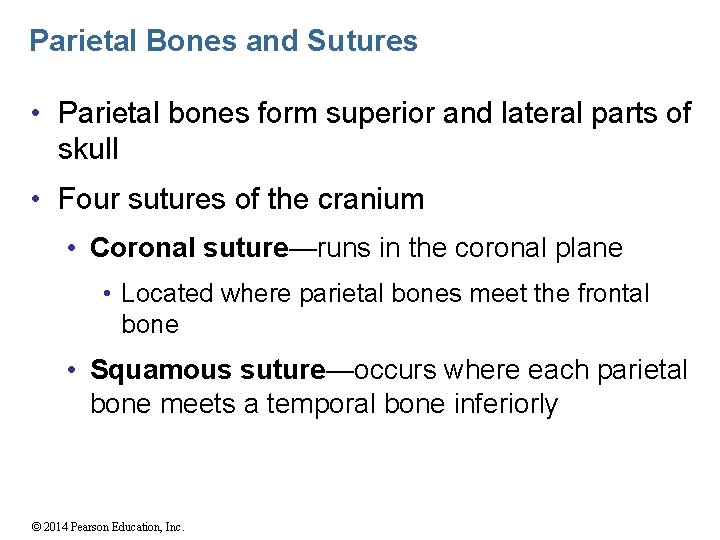 Parietal Bones and Sutures • Parietal bones form superior and lateral parts of skull